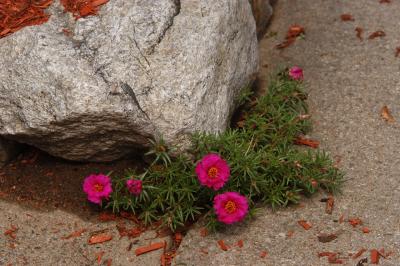 DSC_2744.jpg