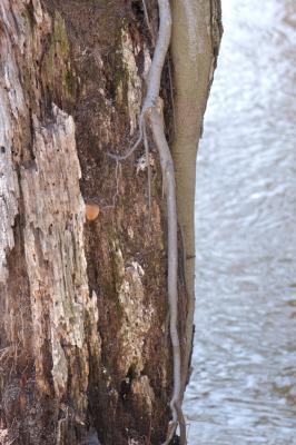 DSC_1229.jpg