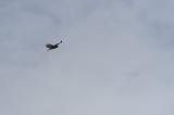 DSC_0996.jpg