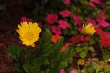 DSC_2702.jpg