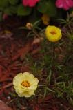 DSC_2703.jpg
