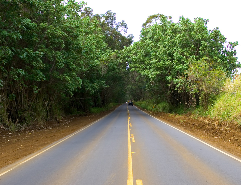 the tunnel of trees