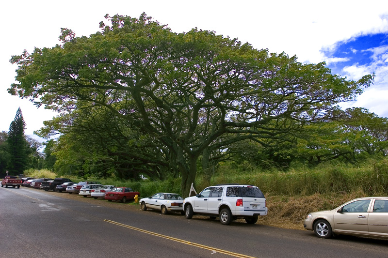 the tree