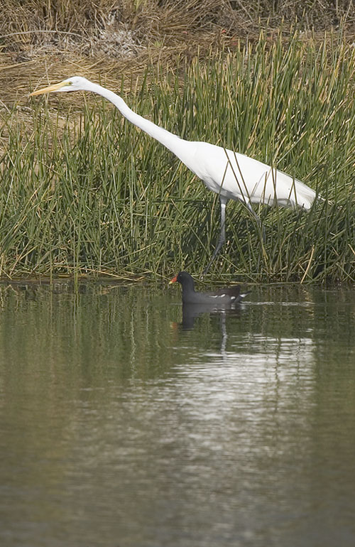 Egret with Moorhen