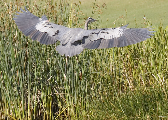 Flaps up