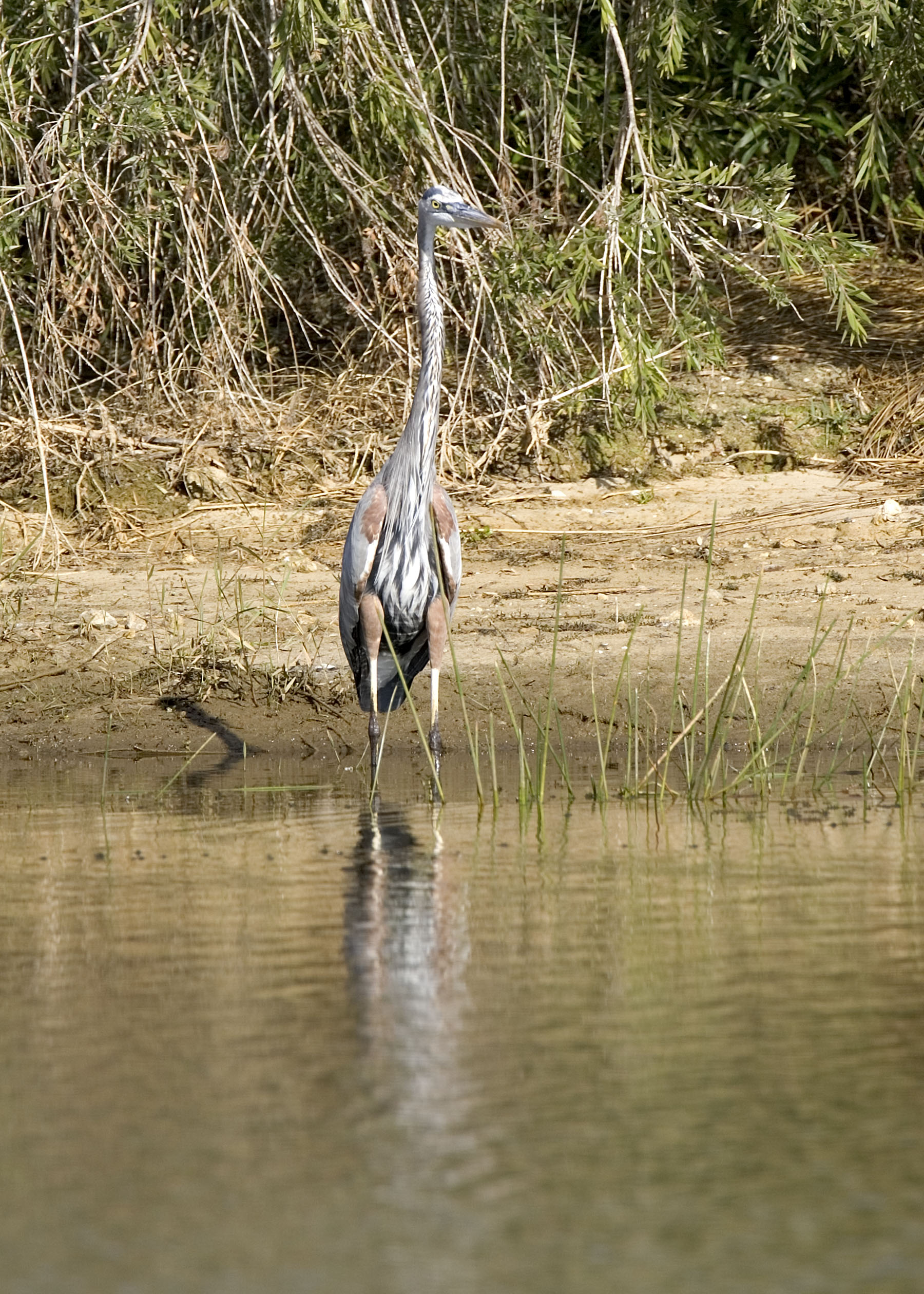 GBH Front