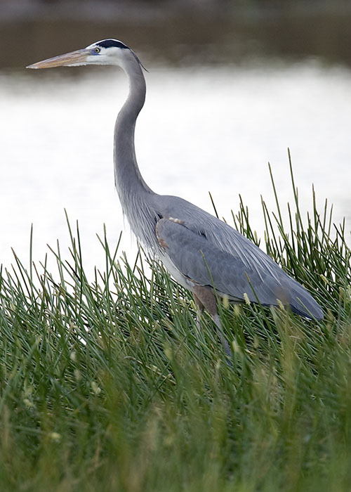 Great Blue Heron profile