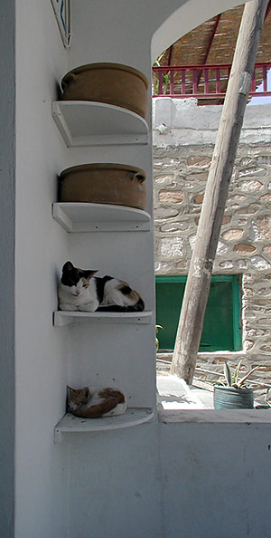Cats and Pots