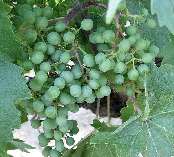 Not Yet Harvest