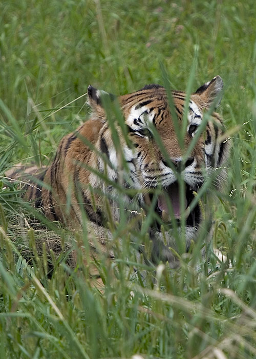Tiger - Minnesota Zoo