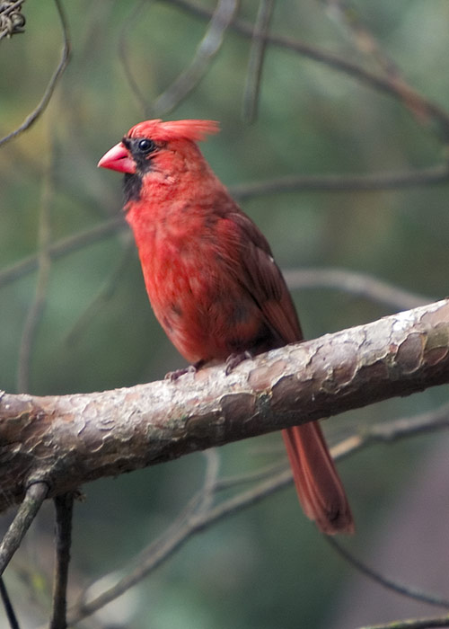 Cardinal