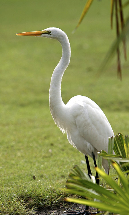 Egret