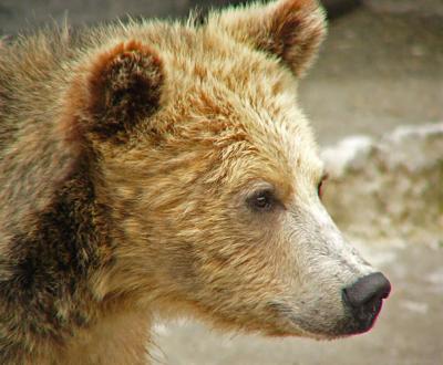 Blondie the Grizzly