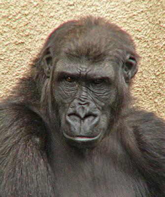 Unhappy Female Gorilla