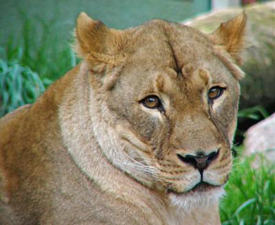 Lioness with Sad Eyes