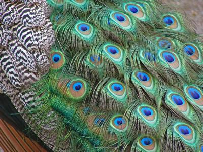 Peacock Tail