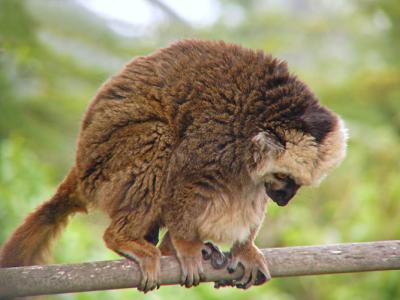 White Fronted Lemur