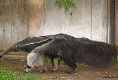 Giant Anteater