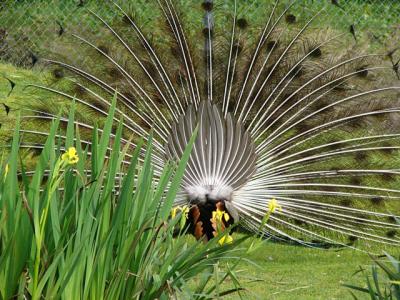 Peacock Wrong Side