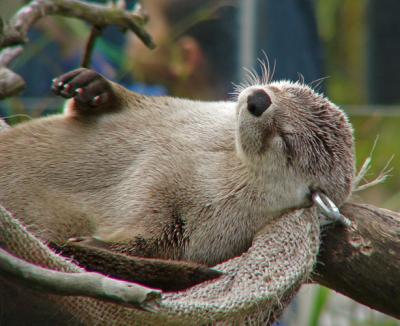 Otter Nap