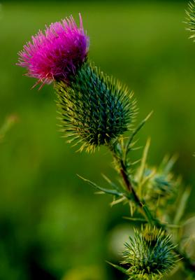 Thistle