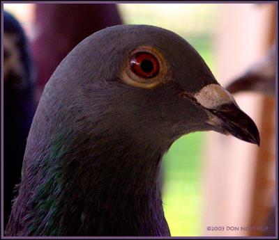 pigeon-003.jpg