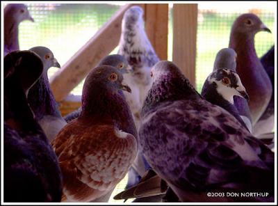 pigeons-15.jpg