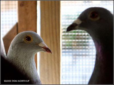 pigeons-24.jpg