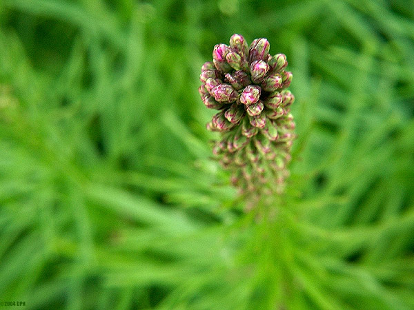 548-floral.jpg