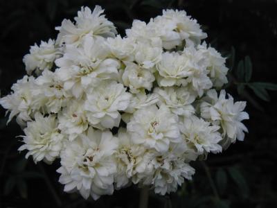 White Banksia Blooms