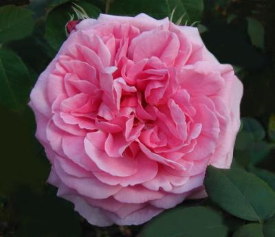 Gertrude Jekyll