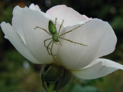 Spiders that live on Roses...