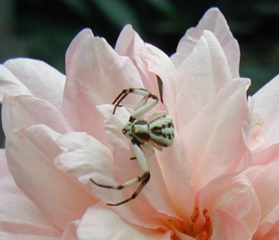 Irene Watts rose with Crab Spider