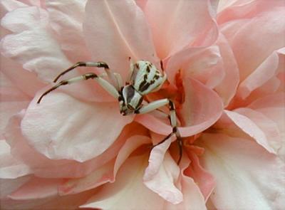 Irene Watts rose and Crab Spider