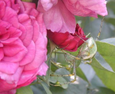 Reine des Violettes rose with Green Spider
