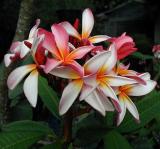 Plumeria