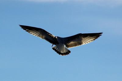 _MG_0196