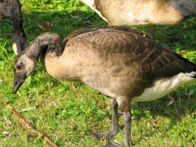2 Month Old Goose Standing