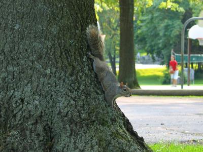 Squirrel Tree Pose