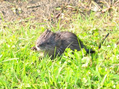 Muskrat