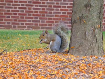 Squirrel Princeton CS Eating