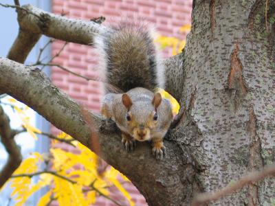 Squirrel Princeton CS Tree Peering