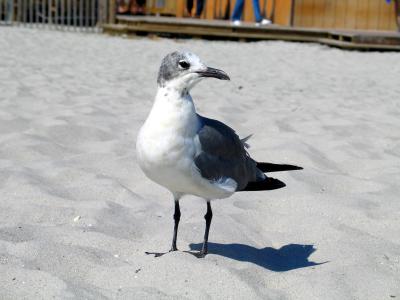 Seagull Atlantic City