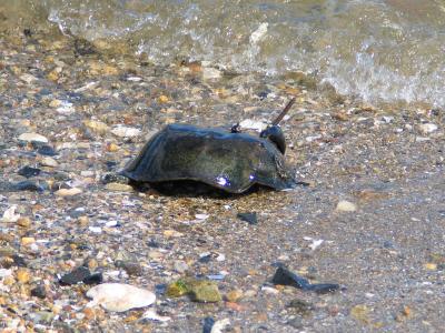 Horshoe Crab