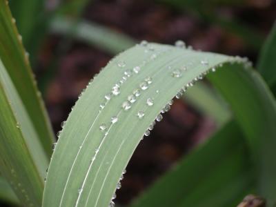 Water Drops