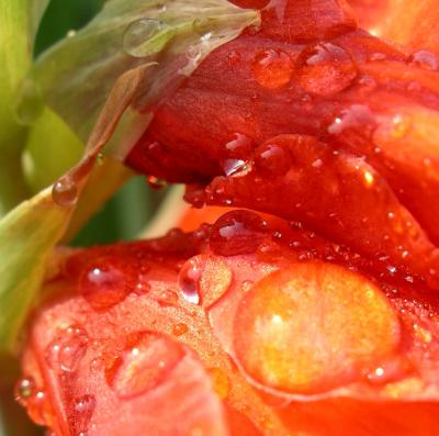 Drops over a red flower