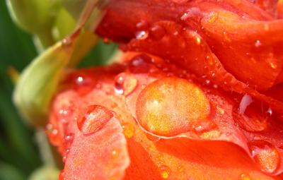 Drops over a red flower II