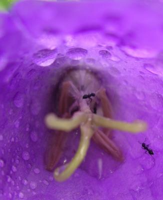 Purple ants