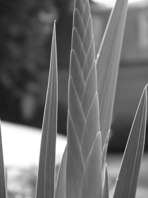 Green leaf