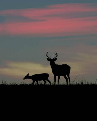  Whitetail Deer